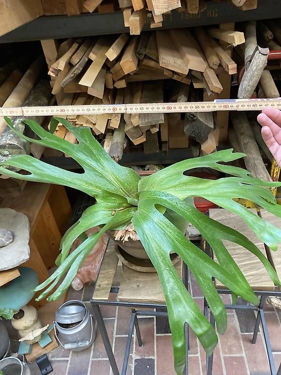 Piante & sementi: Platycerium superbum (Hirschgeweihfarn) – Usato da Liestal venduto da PrebenZwei 1