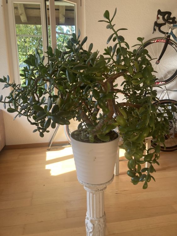 Geldbaum Kaufen auf Ricardo