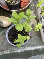 Pfefferminze kräftige Jungpflanze