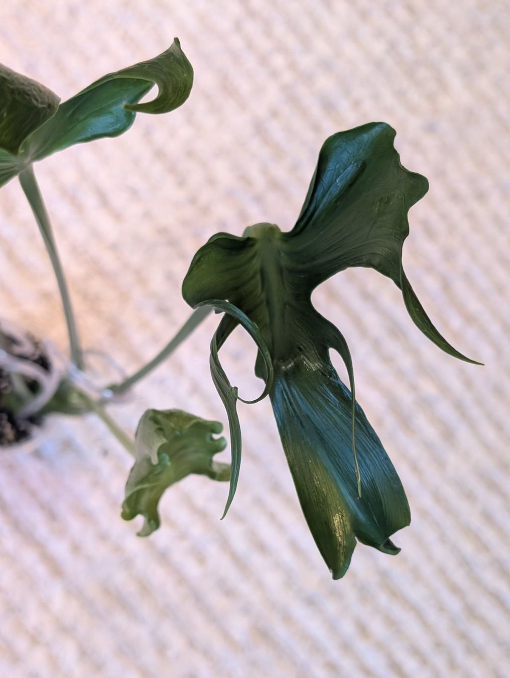 Piante & sementi: Monstera Deliciosa Unniiae – Nuovo (secondo la descrizione) da Faulensee venduto da plantmama 2