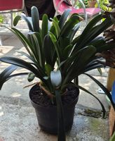 Zimmerpflanze Clivia Topfgrösse M guter Zustand