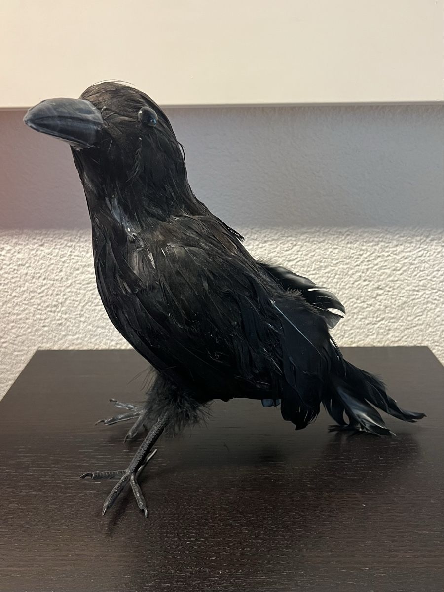 Tutte le decorazioni: Deko Rabe mit echten schwarzen Federn – Usato da Zürich venduto da rigani 2