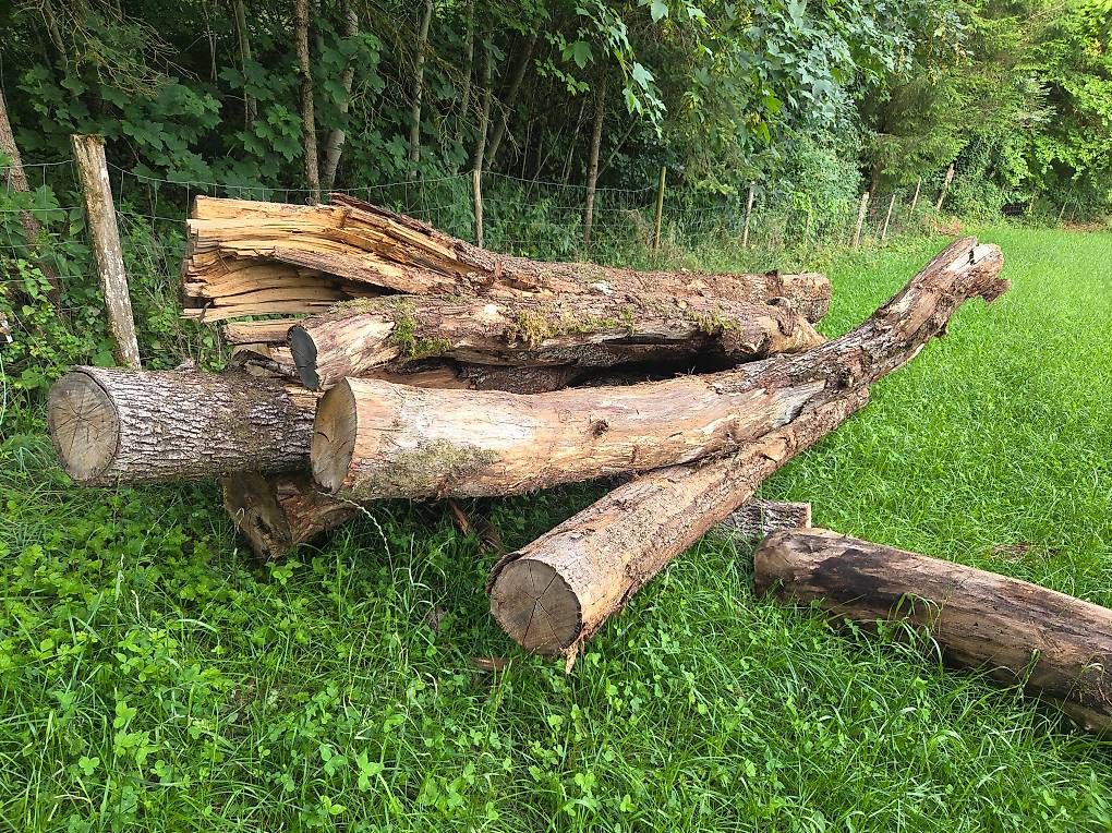 Articoli in legno: krumme Eichenstämme – Usato da Mettendorf TG venduto da 892421 2