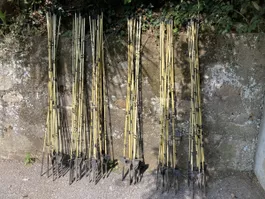 Fiberglaspfähle für Weidezaun, Rebberg (155cm, 60Stck.)