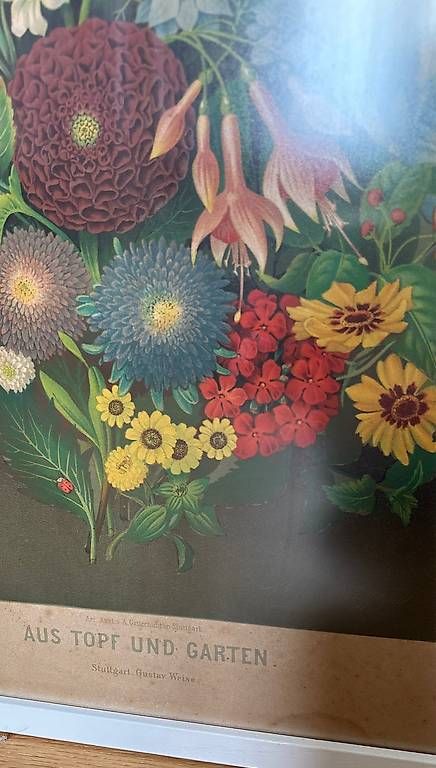 Foto & Immagini: Illustration – Usato da Oberaach venduto da sinsemilla13 2