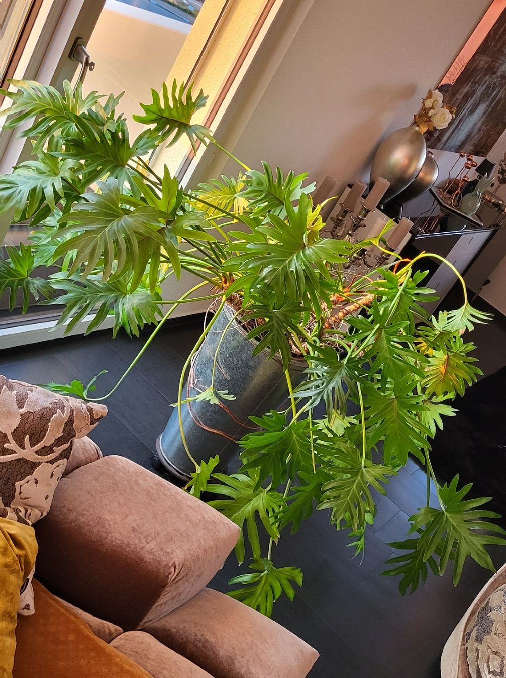 Piante & sementi: Grosser Philodendron Zimmerpflanze – Usato da islikon venduto da mir_8cbw 4