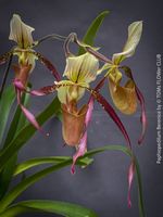 Paphiopedilum Berenice - elegante Frauenschuh-Orchidee
