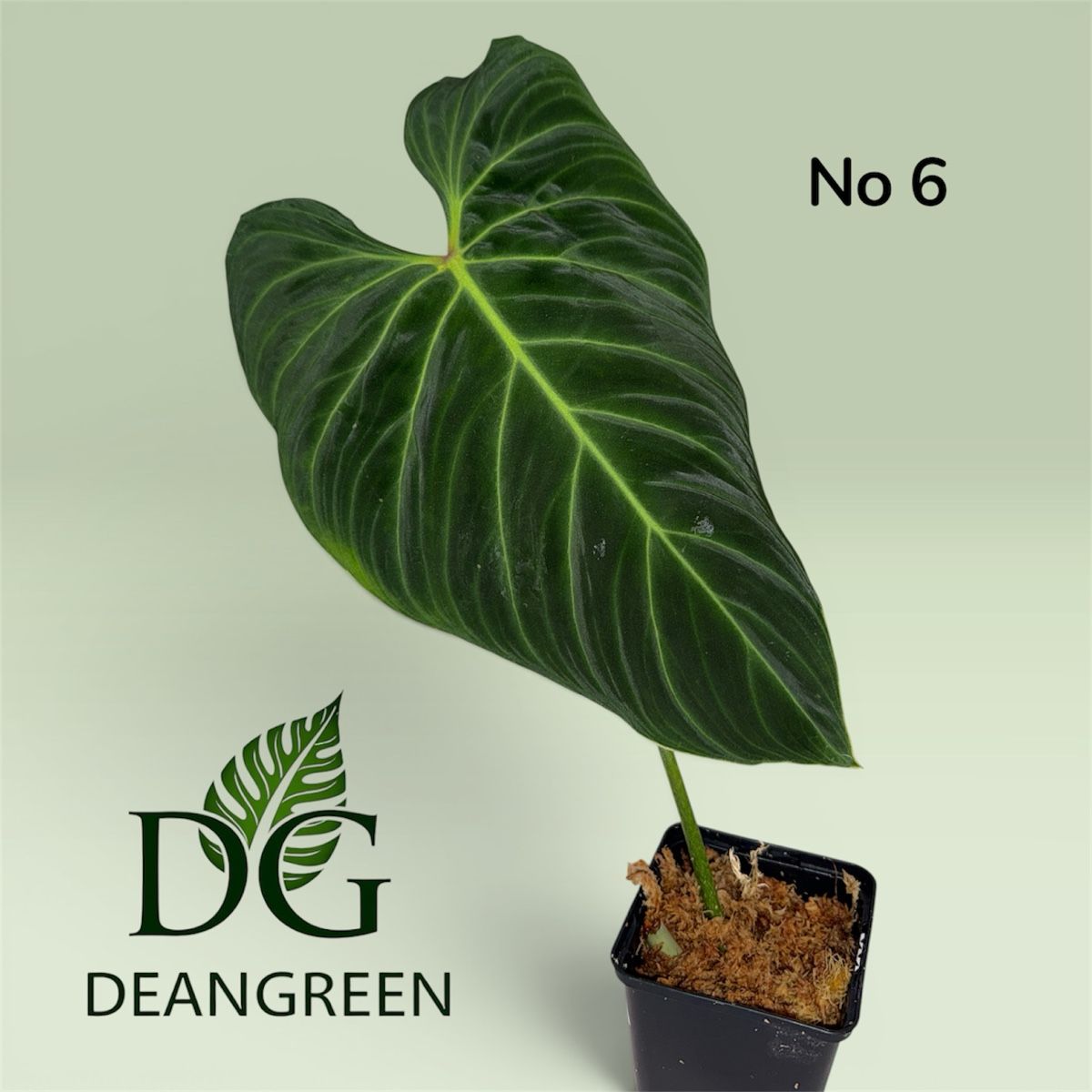 Piante & sementi: Philodendron splendid nr. 06 – Usato da Zürich venduto da DeanGreenZH