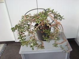 Kaktus