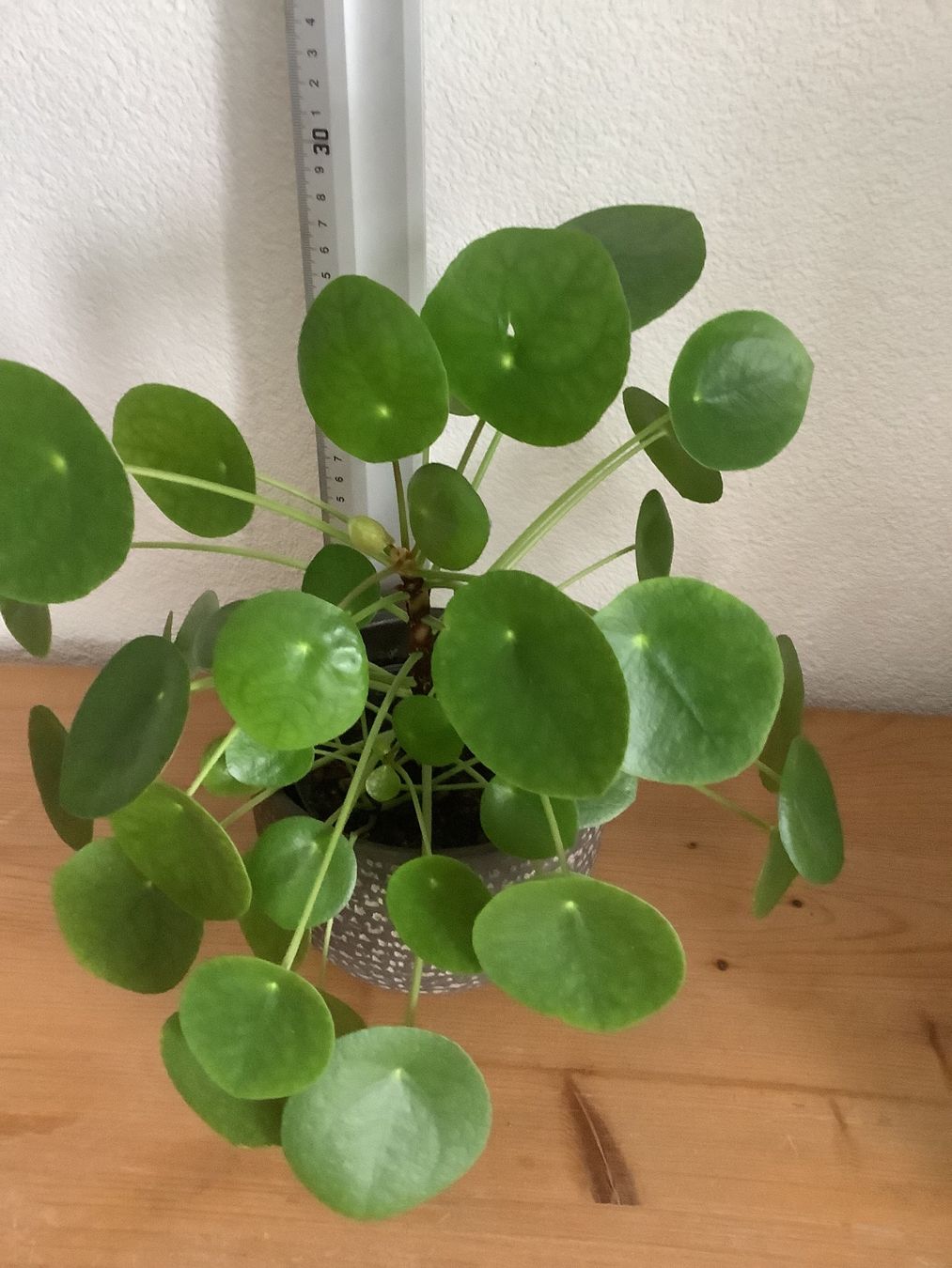 Piante & sementi: Pilea peperomioides – Usato da Winterthur venduto da Beat8344 1