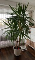 Yucca elephantipes , Yucca Palme