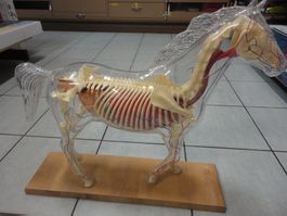 Pferd Skelett und Organe sichtbar