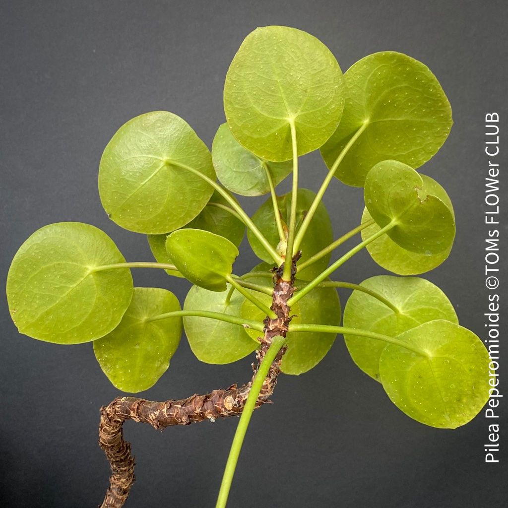 Piante & sementi: Pilea Peperomioides - 100% Bio-Anzucht – Nuovo e nell'imballaggio originale da Adliswil venduto da astom369 8
