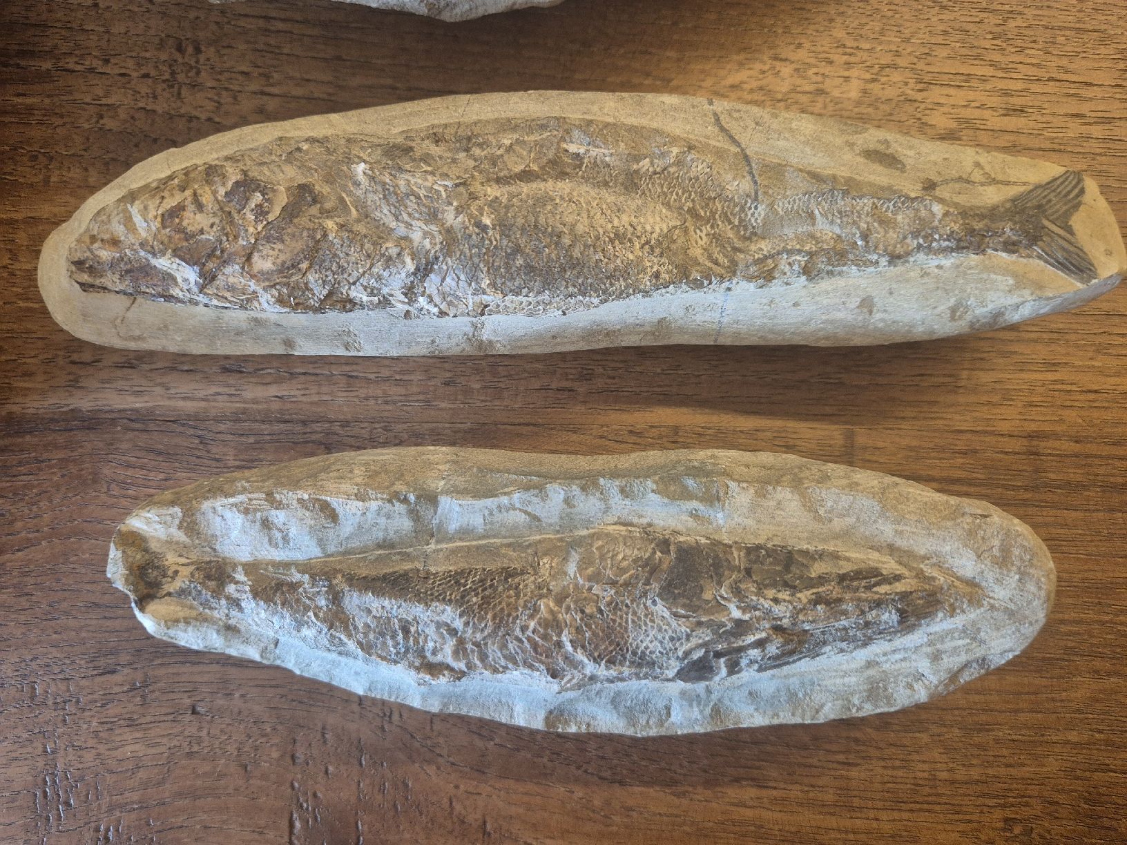 Fossiles: Fossilien Brasilien – D'occasion à Rieden AG par Hema55 4
