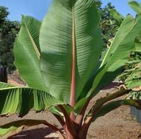 5 Samen BANANEN PALME BANANIER PALMA DI BANANA