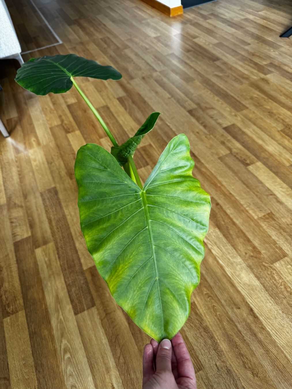 Piante & sementi: 🌱 Alocasia macrorrhiza – Usato da Niederbuchsiten venduto da GreenGems 2