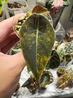 Alocasia Sedenii Aurea #2