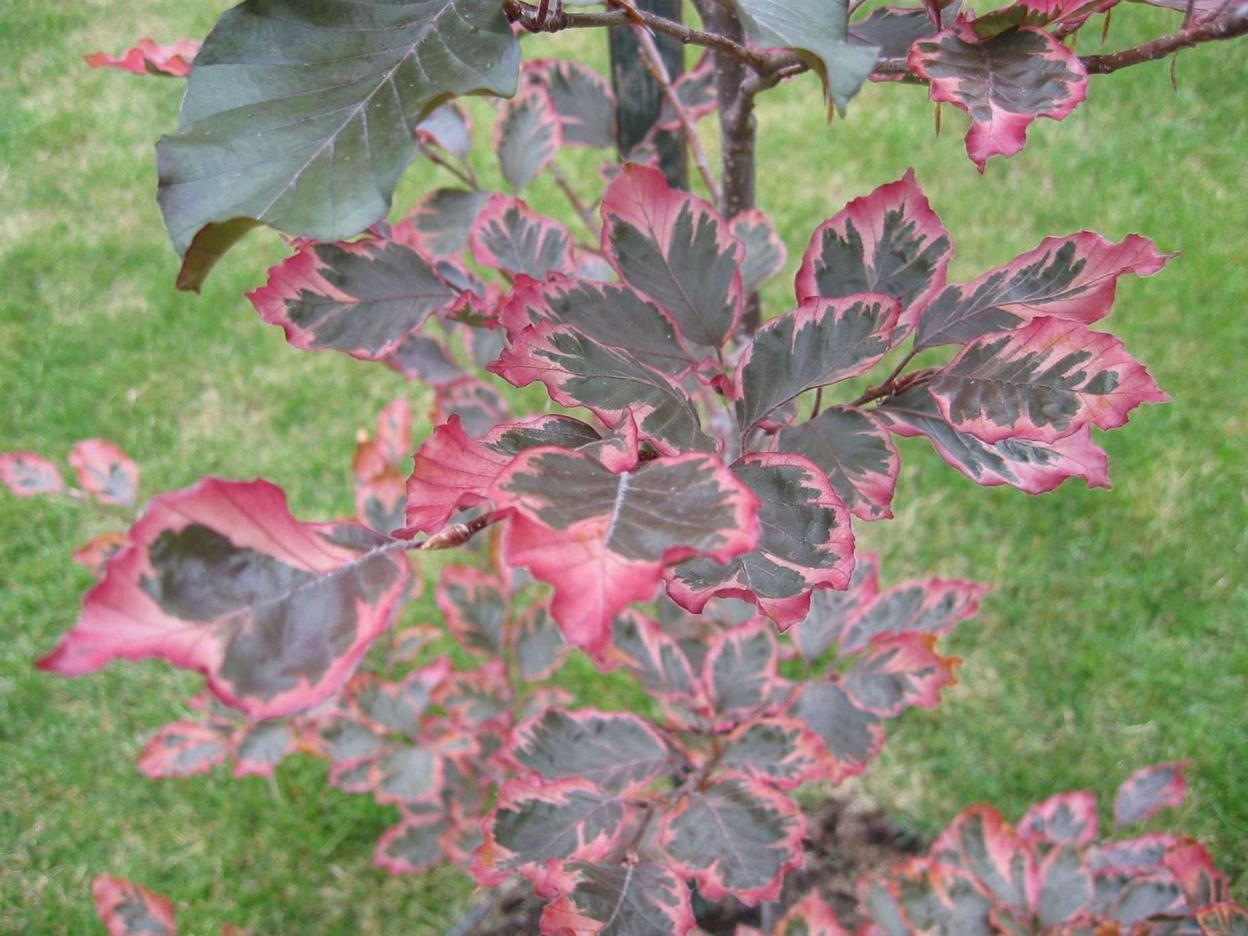 Piante & sementi: Hêtre à feuilles tricolores  20cm – Nuovo (secondo la descrizione) da Bremblens venduto da FIBONACCI369 9