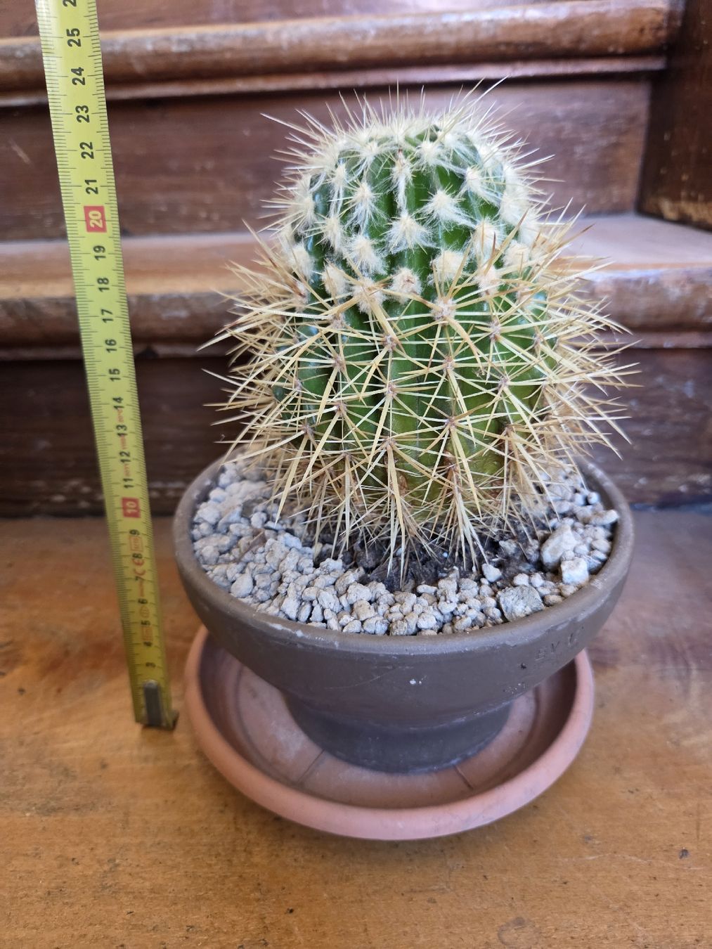 Plantes & graines: Kugelkaktus – D'occasion à Wädenswil par weihpos 1