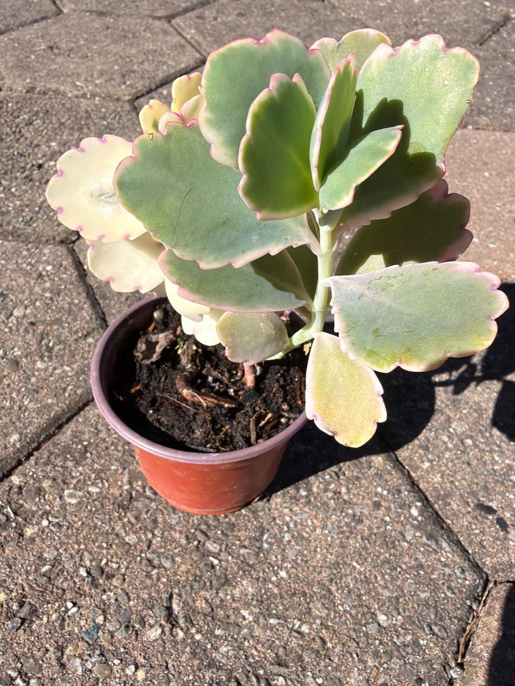 Piante & sementi: Kalanchoe fedtschenkoi - eine Pflanze! – Nuovo (secondo la descrizione) da Steffisburg venduto da Petroselium