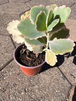 Kalanchoe fedtschenkoi - eine Pflanze!
