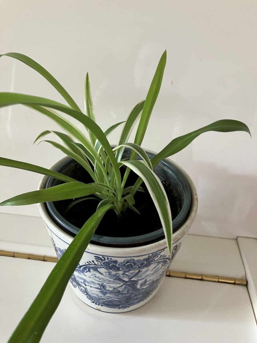 Plantes & graines: Grünlilie  – D'occasion à Biglen par Maci2005 1
