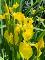 SALE 3 Schwertlilien Iris pseudacorus hitzebeständig Pflanze