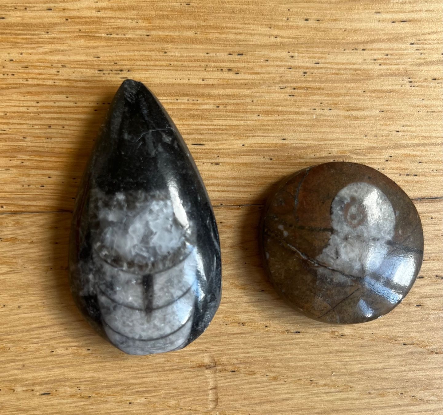 Fossili: Orthoceras und Ammonit – Usato da Inwil venduto da san_zh