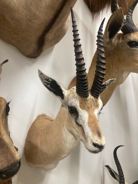 Il mondo degli animali: Thompson Gazelle – Usato da Pfaffnau venduto da Yoka0