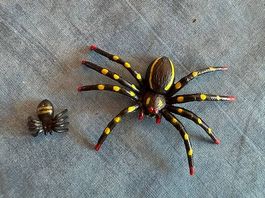 Spinnen Schleichtiere
