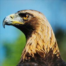 Profile image of Steinadler06