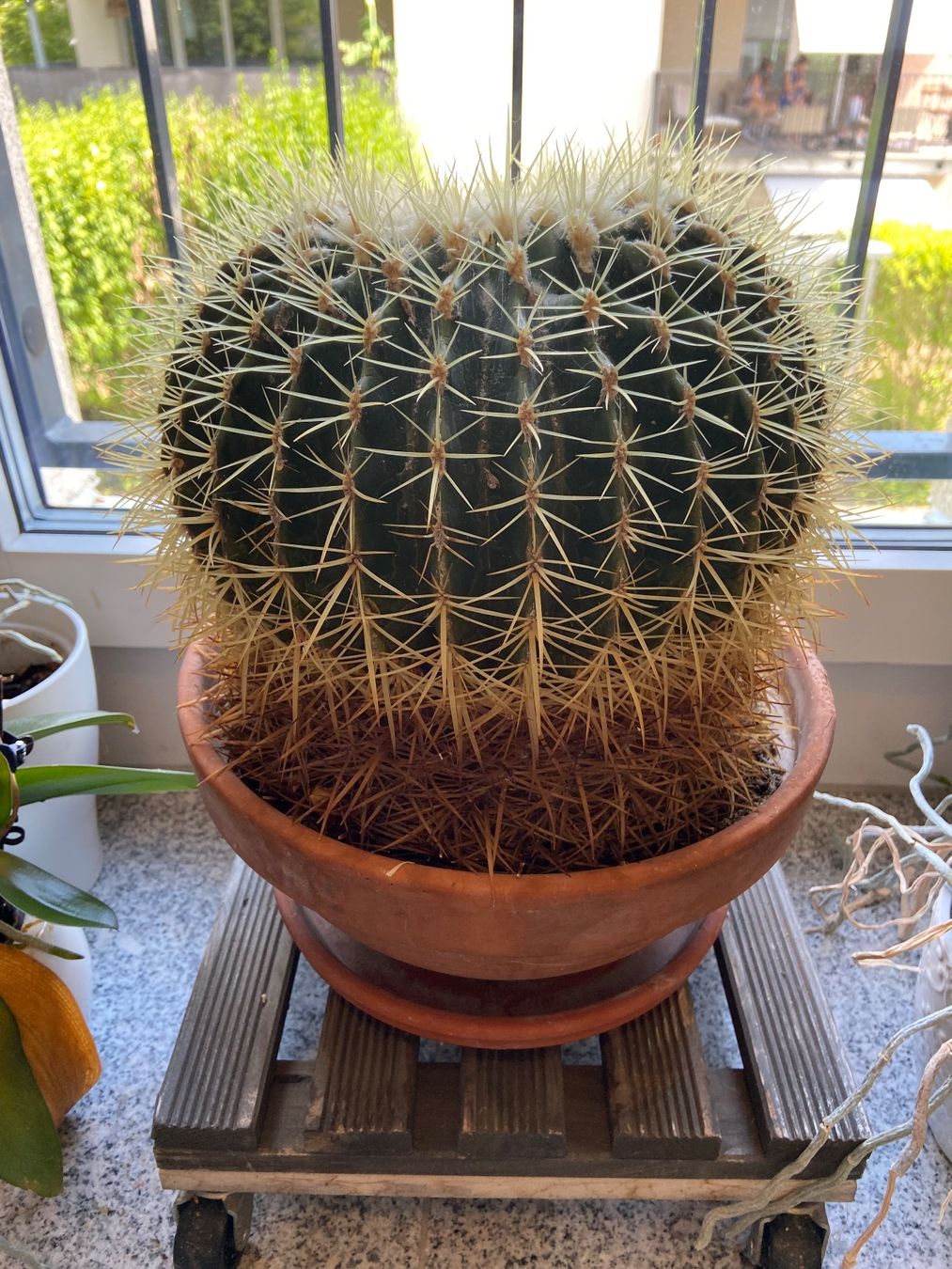 Plantes & graines: Echinocactus Grusonii / Schwiegermuttersitz-Kaktus – D'occasion à Hausen AG par ENDLIFT 1