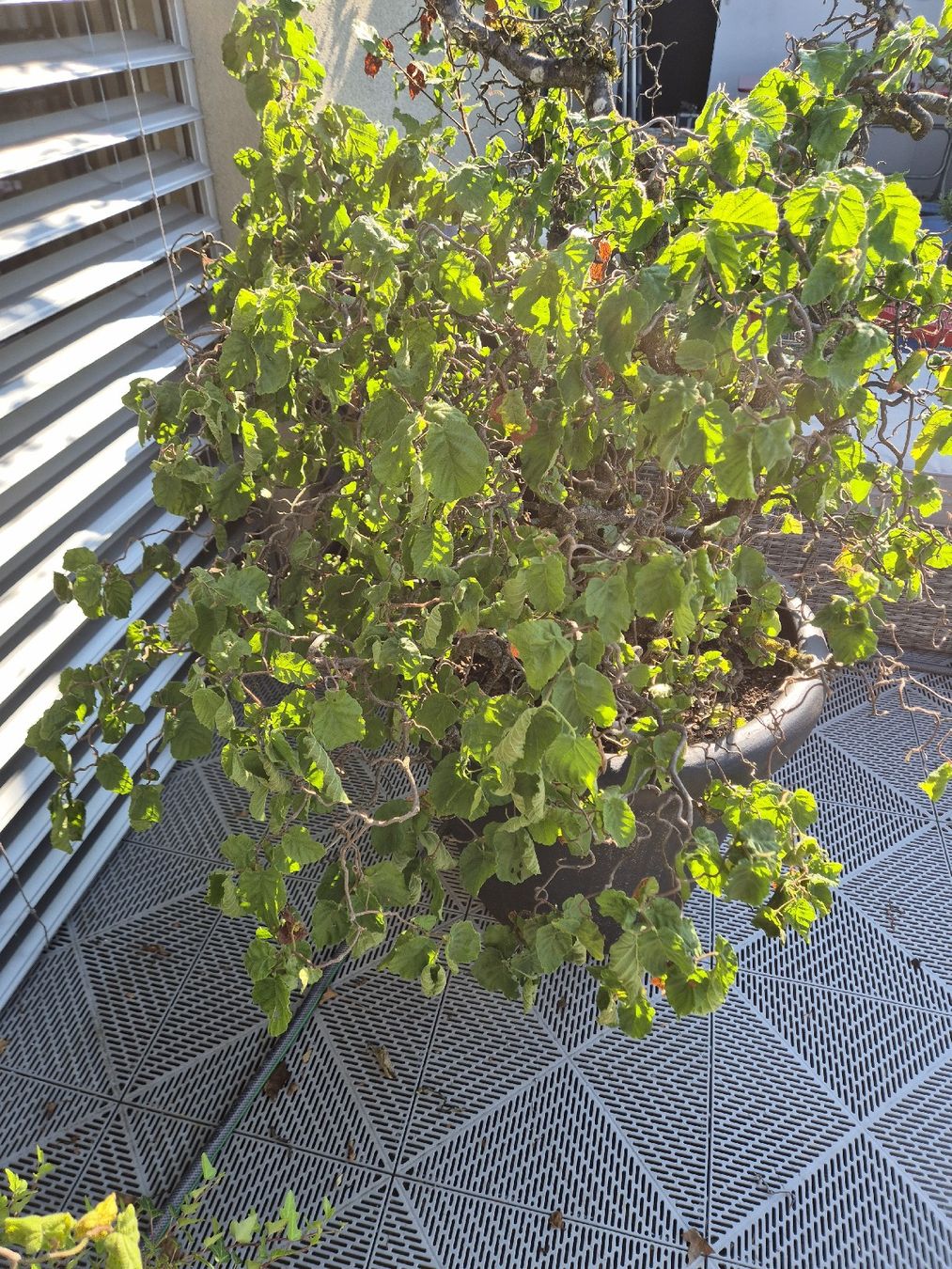 Piante & sementi: Balkonpflanze Baumhasel Corylus avellana Contorta – Usato da Schlieren venduto da HuiBu 2