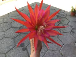 Blattkaktus Ozean Sunset (Epiphyllum)