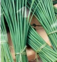 Ab 5.- fr 20 Samen SCHNITTLAUCH= "Allium schoenoprasum"