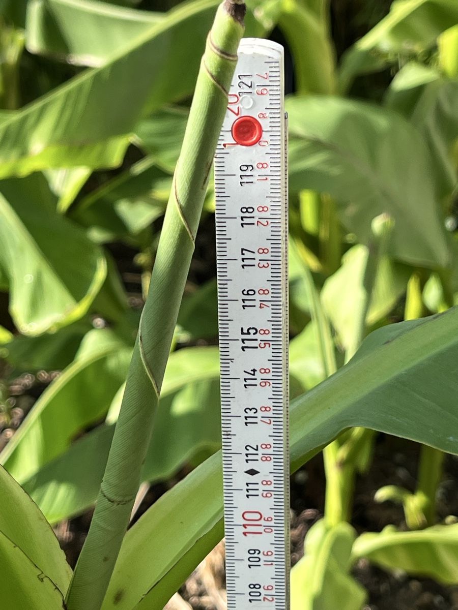 Piante & sementi: Bananenpflanze  – Usato da Rüti ZH venduto da Walti0 2