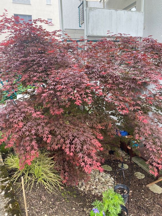 Ahorn Baum zu verkaufen Kaufen auf Ricardo