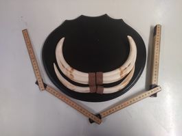 Echte Warzenschwein Hauer Trophäe auf Holzschild