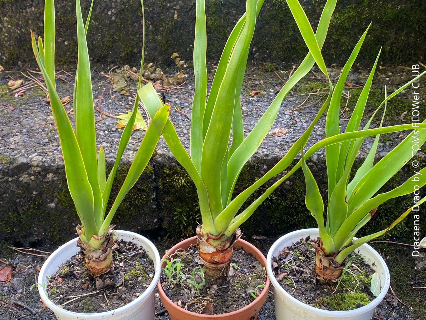Piante & sementi: Dracaena Draco - Drachenbaum - Dein Pflanzenbegleiter – Nuovo e nell'imballaggio originale da Adliswil venduto da astom369 7