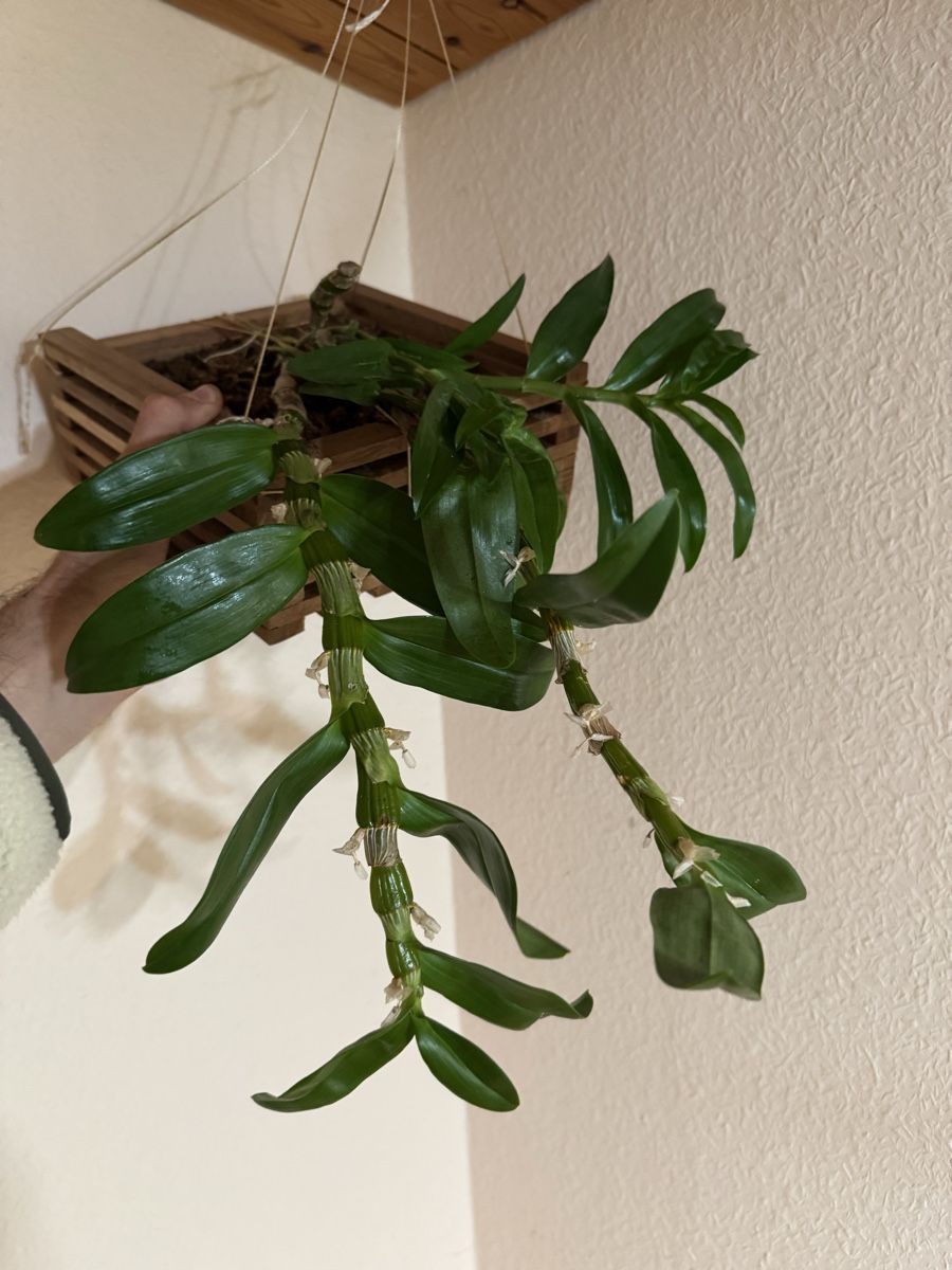 Piante & sementi: Dendrobium – Usato da Männedorf venduto da mrclst 1