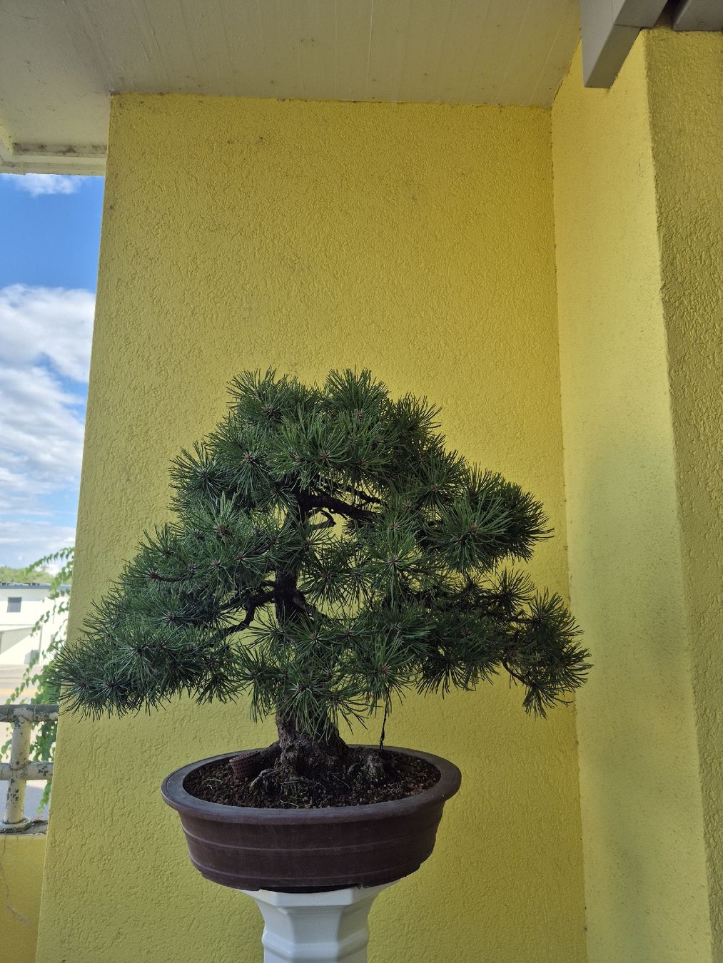 Pflanzen & Samen: Japanische Bergkiefer  – Gebraucht aus Lengnau BE von emki89 3