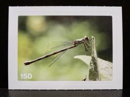 MIGROS MANIA Nature Detectives Nr. 150