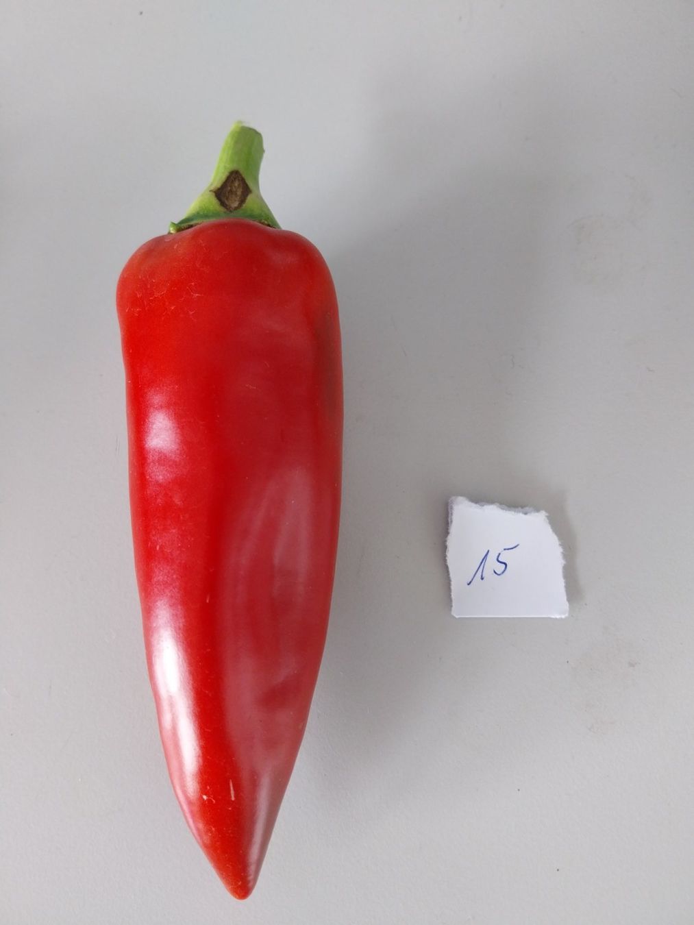Piante & sementi: Samen Spitzpaprika 10Stk. – Usato da Schwaderloch venduto da bademeister79