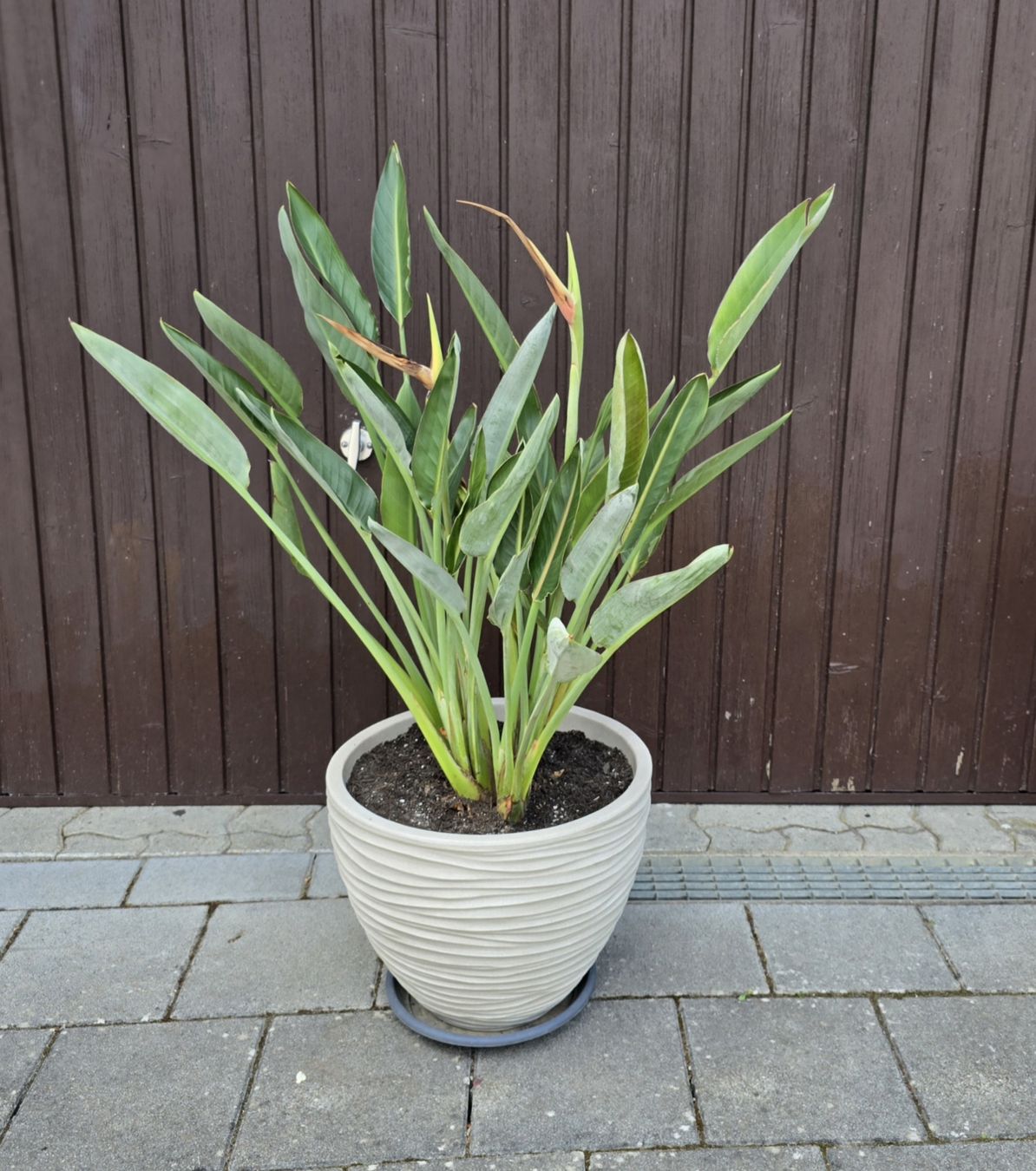 Piante & sementi: Strelitzia reginae inkl. Topf – Nuovo (secondo la descrizione) da Aarburg venduto da popkorn65 5