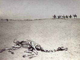 Skelett eines Kamels in der Sahara, VINTAGE Ägypten um 1890