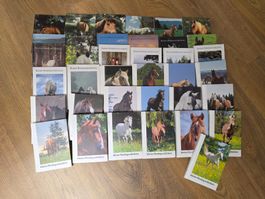 Bücherpaket Kleine Pferdegeschichten, Stiftung für das Pferd