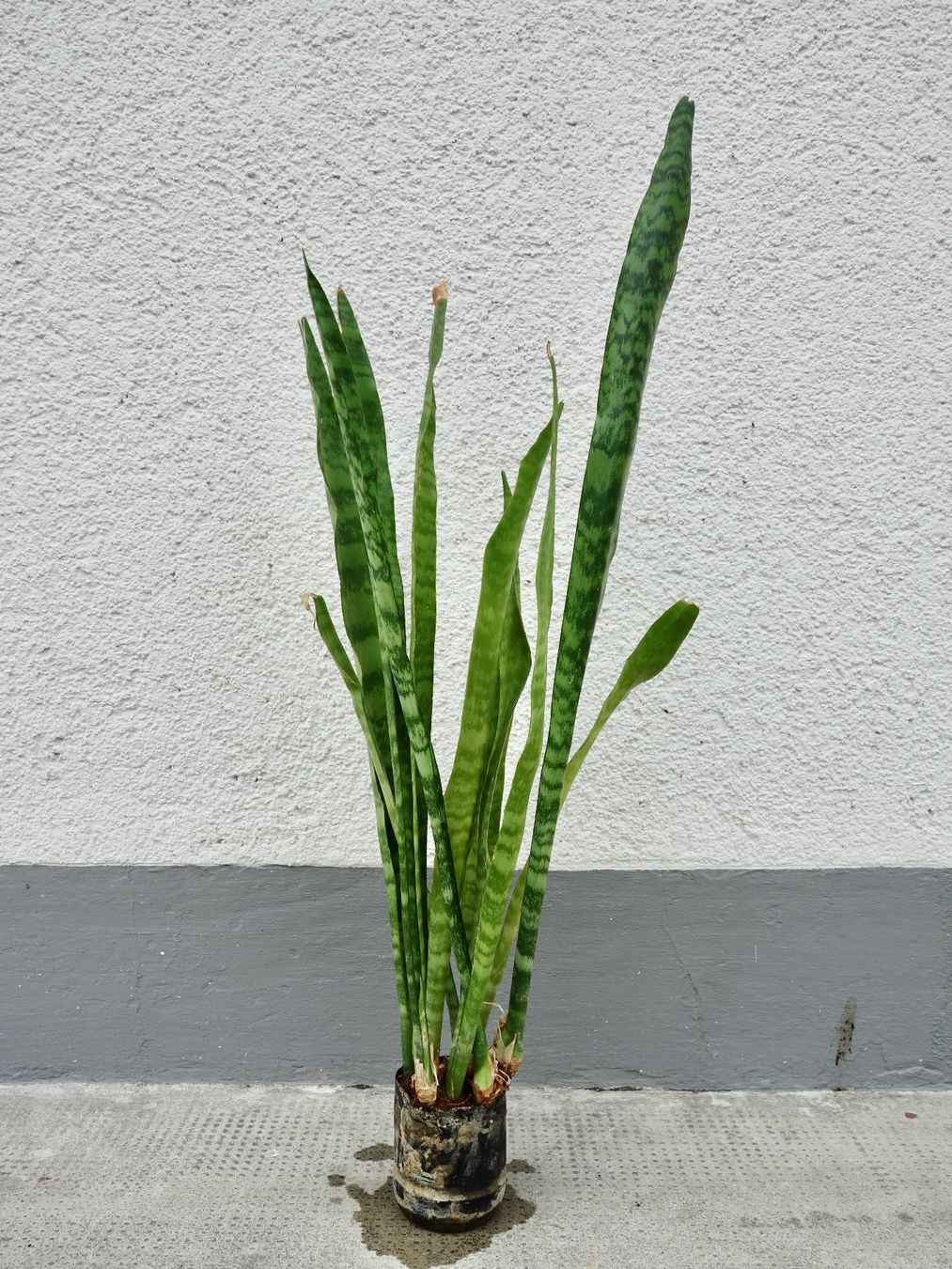 Piante & sementi: Bogenhanf Sansevieria Trifasciata – Nuovo (secondo la descrizione) da Kerzers venduto da zimmergruener