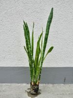 Bogenhanf Sansevieria Trifasciata