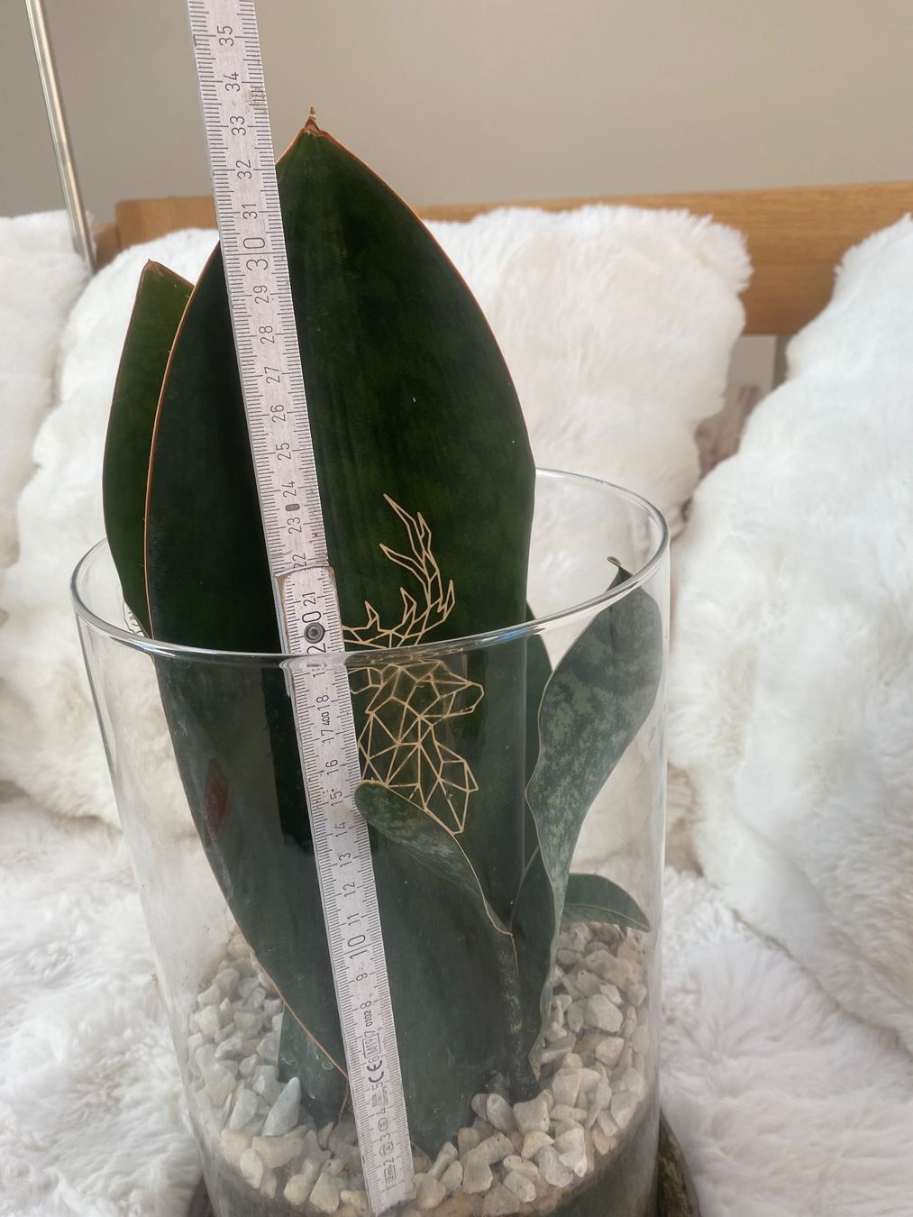 Piante & sementi: Sanseveria Masoniana Whale Fin Bogenhanf gross – Usato da Bützberg venduto da moeide 1