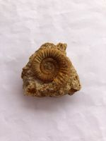 Fossilien Ammonit auf Gestein